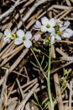 Cardamine pratensis