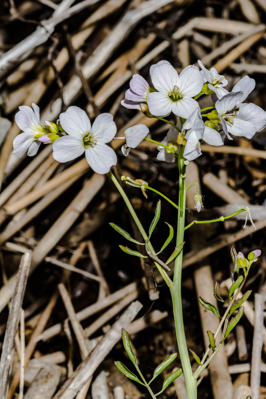 Image of Cardamine pratensis specimen.