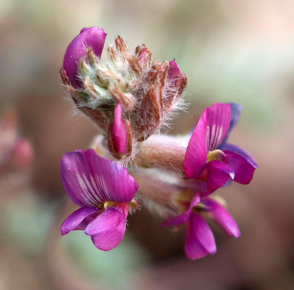 Изображение особи Oxytropis caespitosula.
