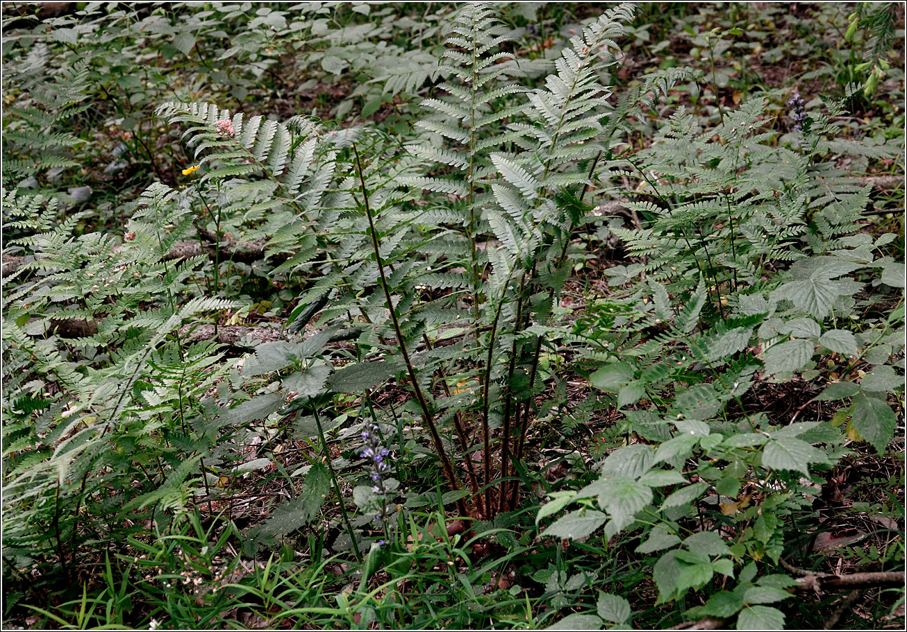 Image of Dryopteris filix-mas specimen.