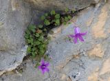 Campanula andina