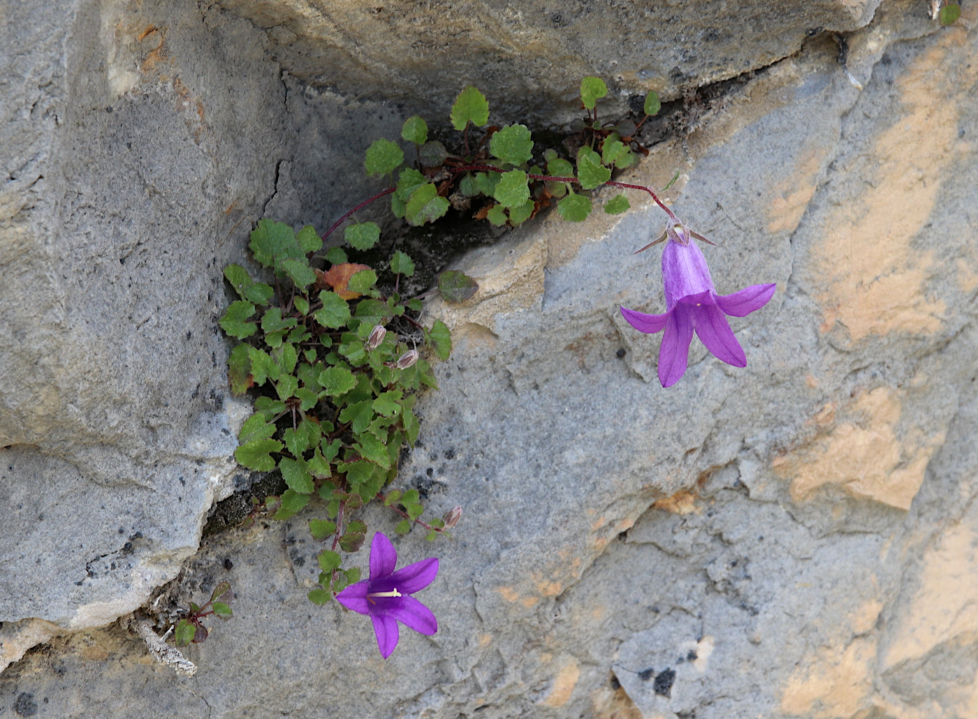 Изображение особи Campanula andina.