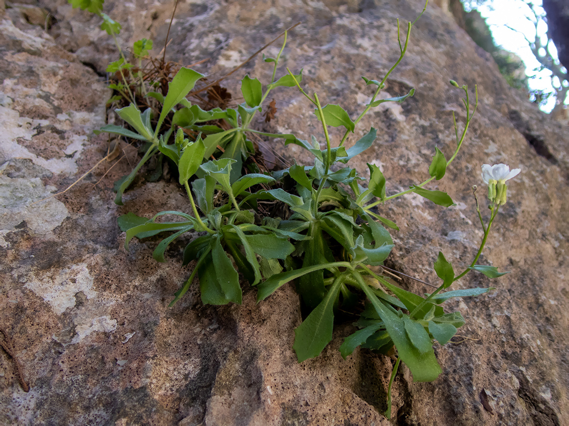 Изображение особи Arabis caucasica.