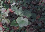 Mycelis muralis