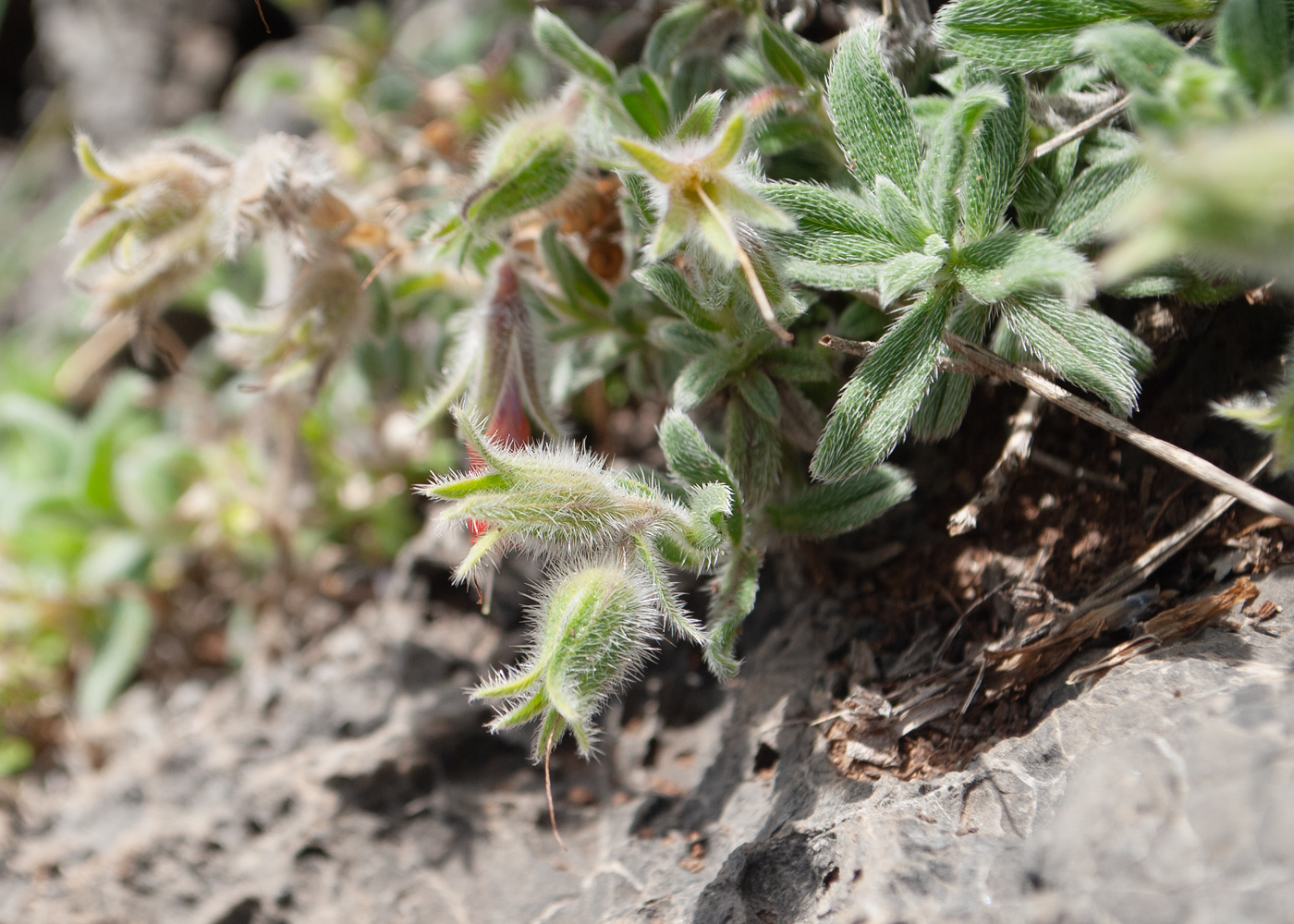 Изображение особи Onosma frutescens.