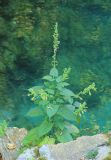 Salvia glutinosa. Цветущее растение на каменистом склоне. Краснодарский р-н, север Туапсинского р-на, дол. р. Таштай. 6 сентября 2025 г.