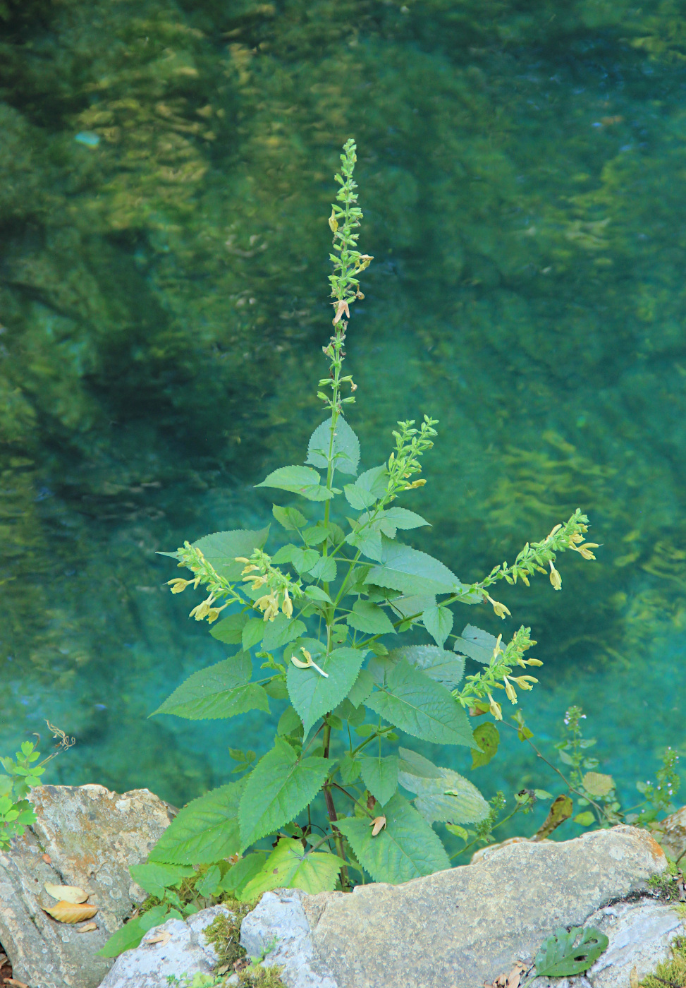 Изображение особи Salvia glutinosa.