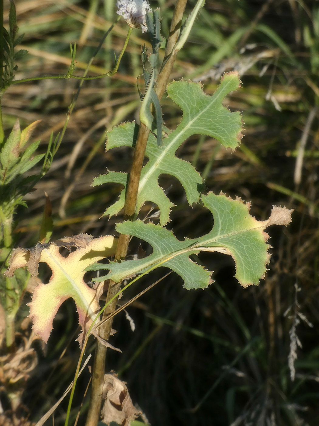 Image of Lactuca serriola specimen.