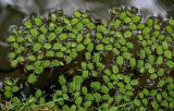 Salvinia minima