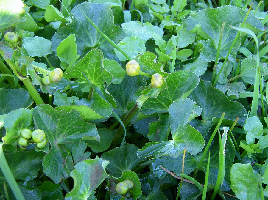 Изображение особи Caltha palustris.