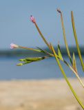 Epilobium adenocaulon. Верхушка побега с цветками, бутонами и незрелыми плодами. Карелия, Медвежьегорский р-н, Повенецкое городское поселение, окр. СТ \"Пигматка\", берег Повенецкого залива Онежского озера, песчаный пляж. 28 июля 2025 г.
