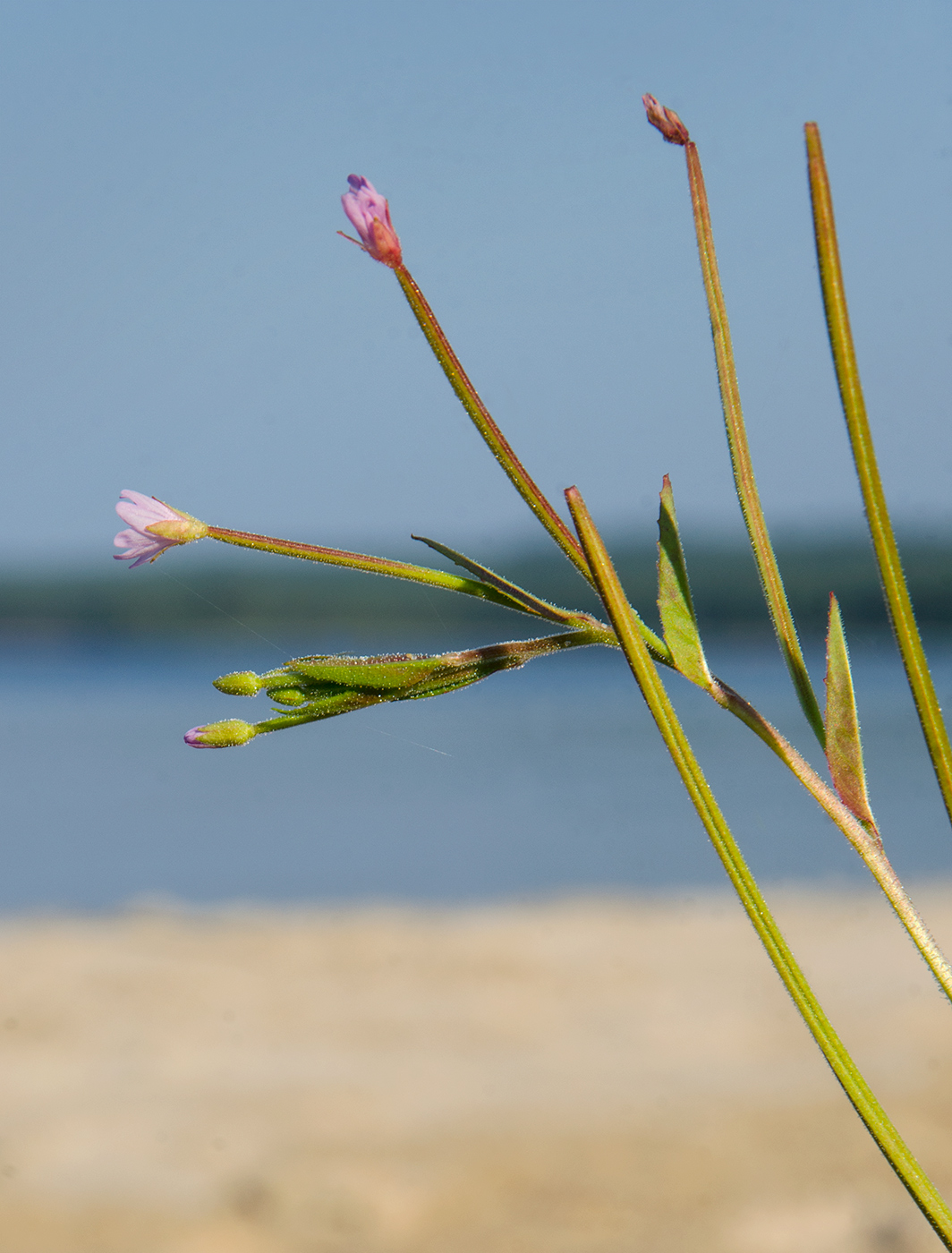 Изображение особи Epilobium adenocaulon.