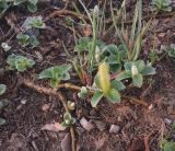 Image of taxon representative. Author is Григорий Токарев