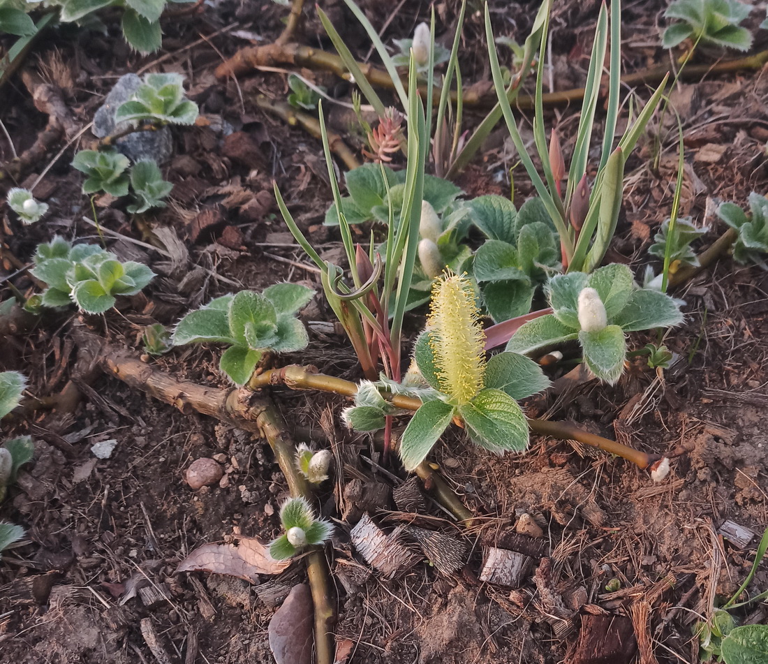 Image of Salix kurilensis specimen.
