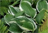 Hosta albomarginata