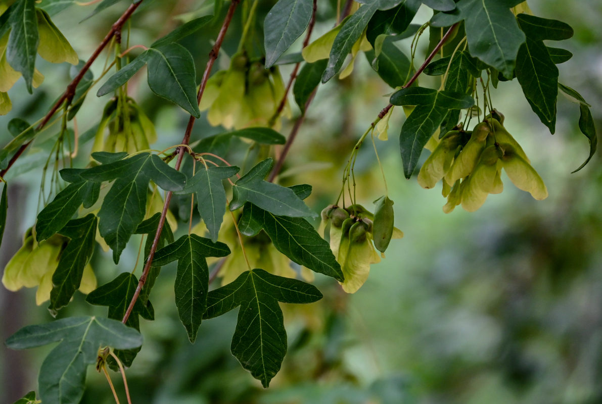 Изображение особи род Acer.