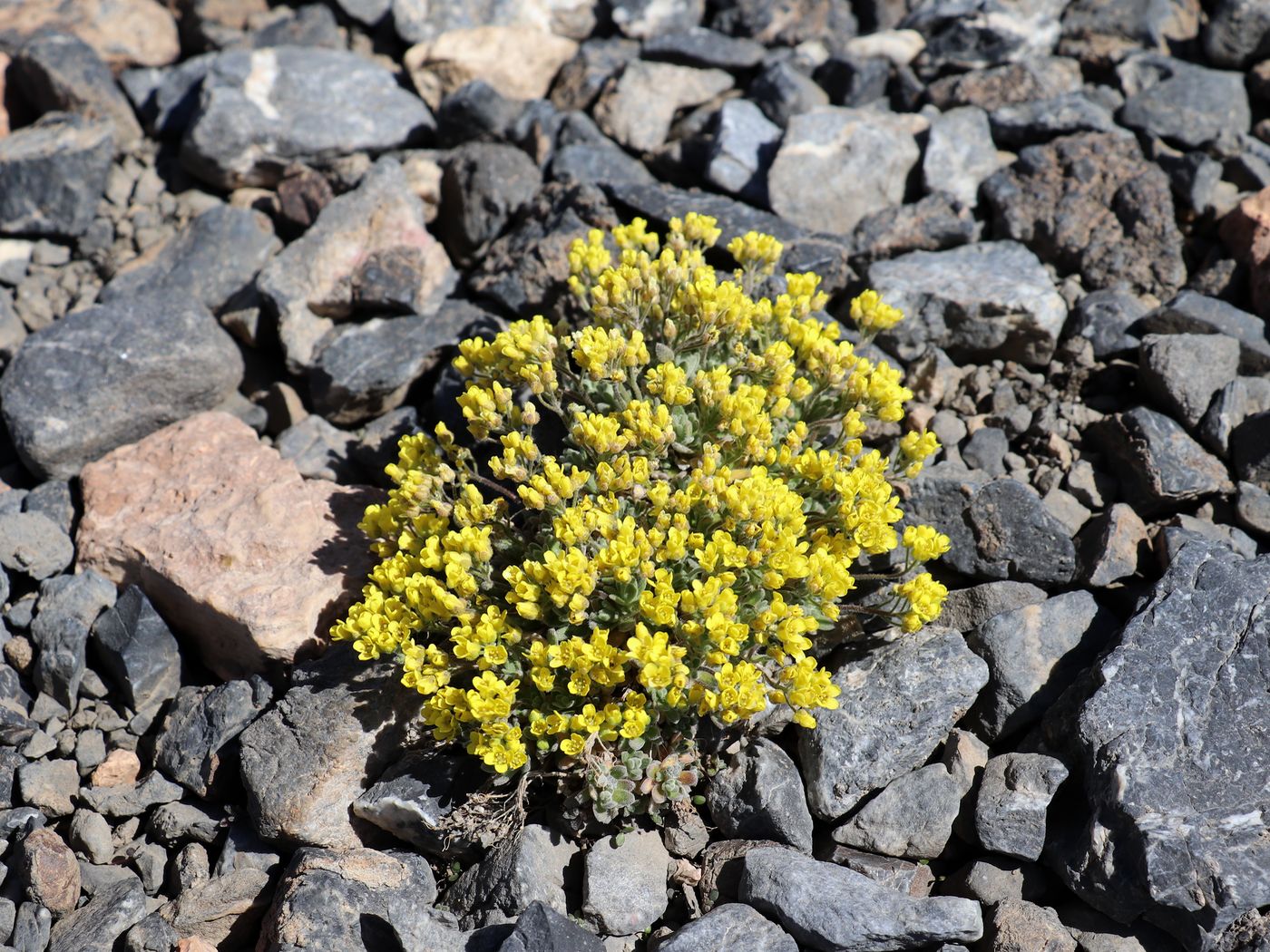 Image of Draba fedtschenkoi specimen.