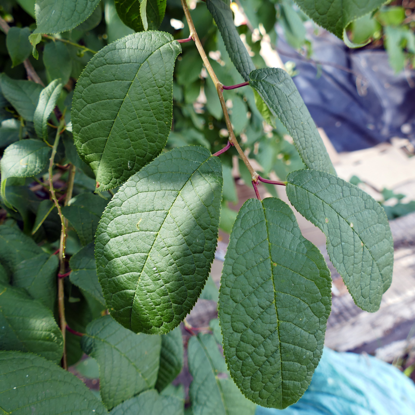 Изображение особи Padus avium.