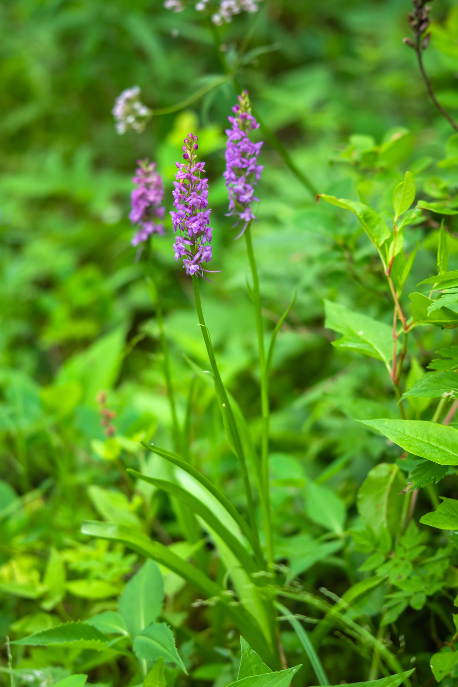 Image of Gymnadenia conopsea specimen.