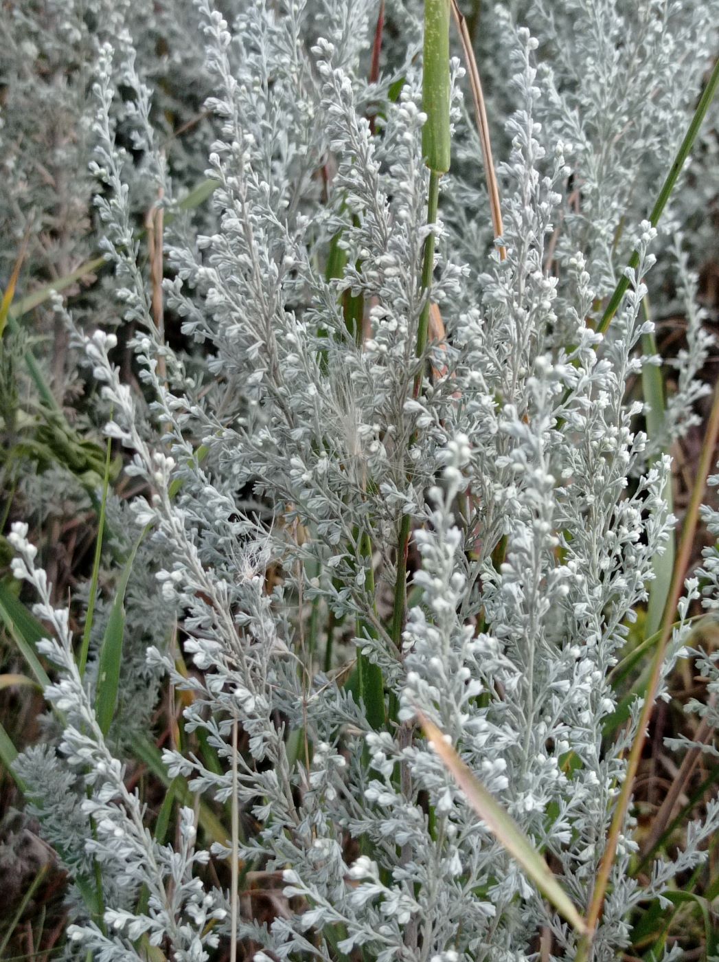 Image of genus Artemisia specimen.