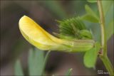 Vicia grandiflora