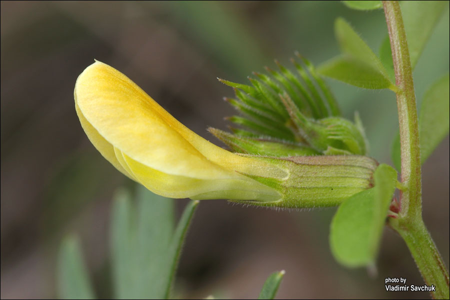 Image of Vicia grandiflora specimen.