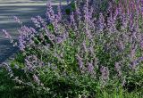 Nepeta grandiflora. Цветущие растения. Калининградская обл., г. Калининград, в культуре. 29.06.2025.