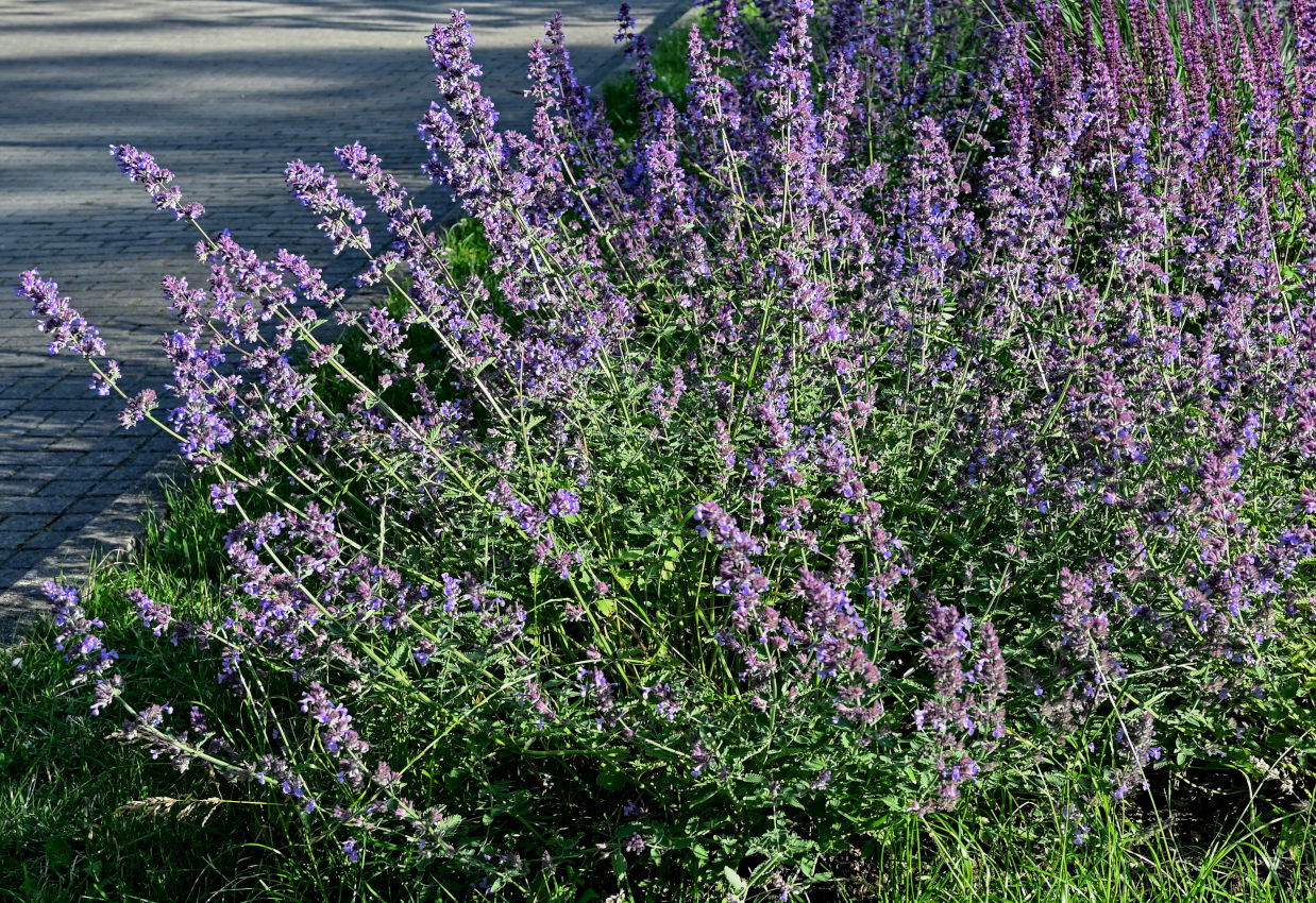 Image of Nepeta grandiflora specimen.