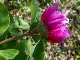 Paeonia daurica. Верхушка побега с цветком. Крым, окр. г. Судак, северный склон горы Перчем, дубово-грабовый лес, возле грунтовой дороги. 23.04.2025.