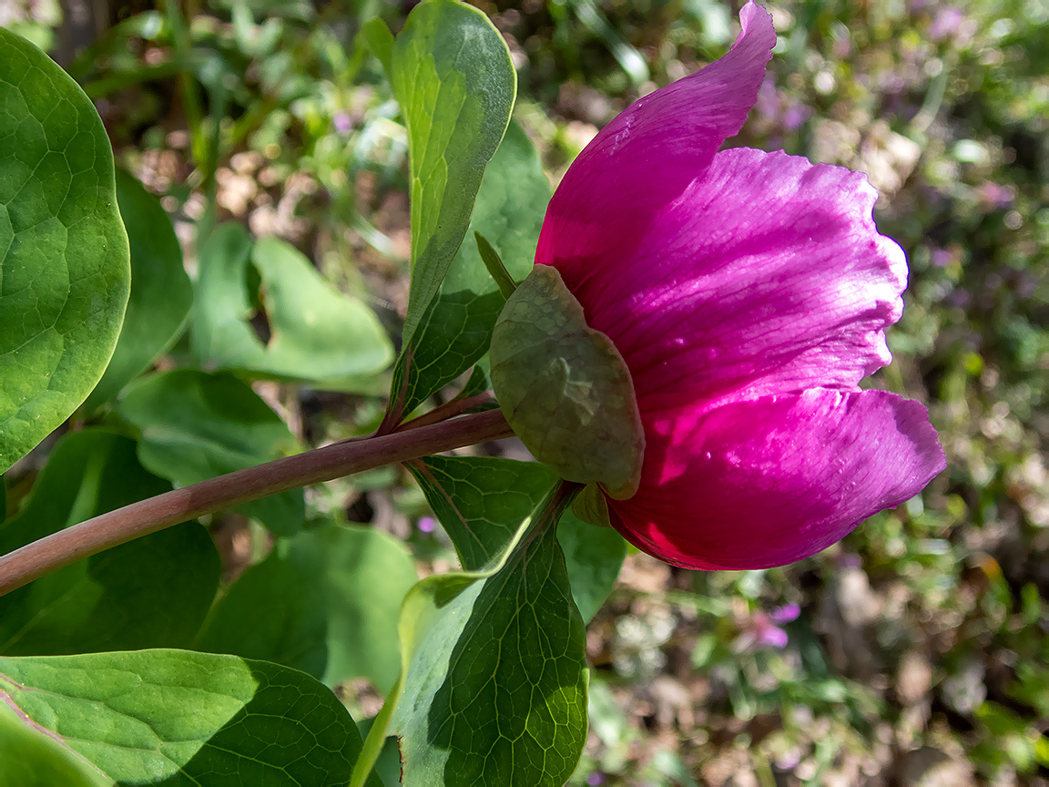 Изображение особи Paeonia daurica.