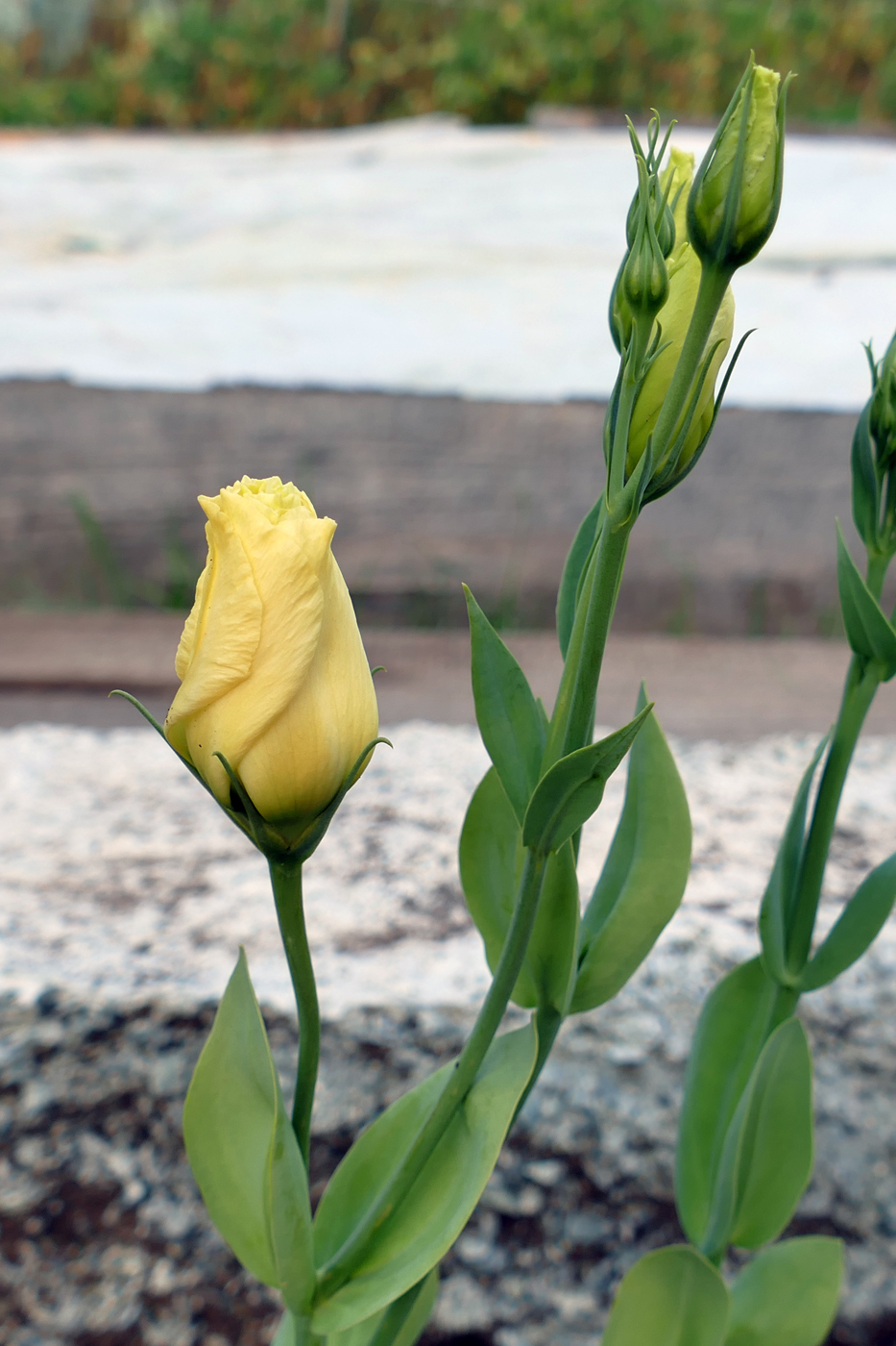 Изображение особи Eustoma grandiflorum.