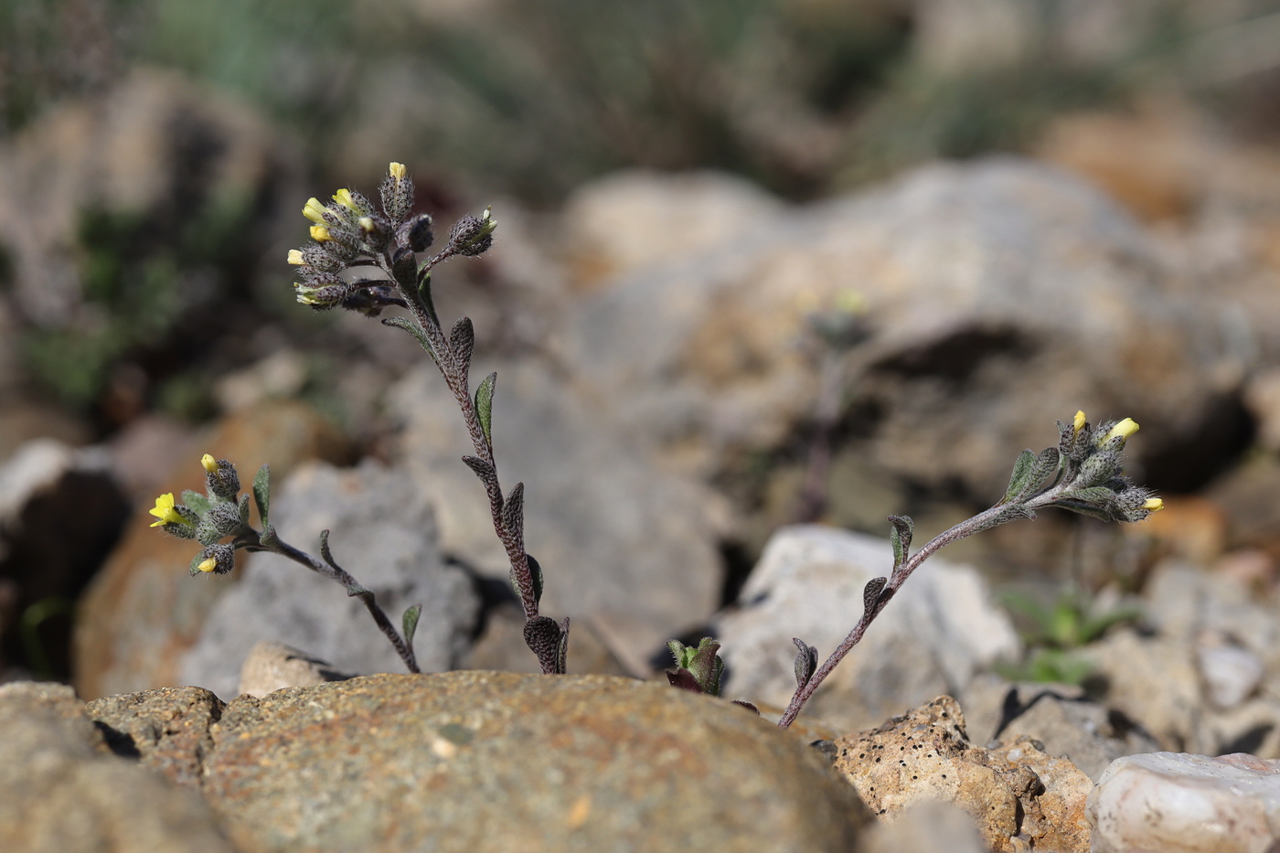 Image of Alyssum smyrnaeum specimen.