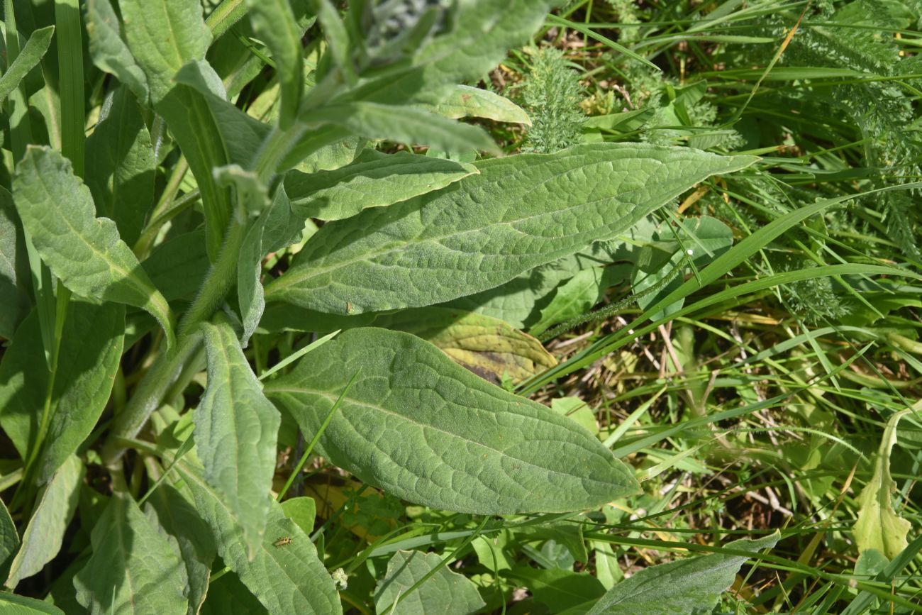 Image of Unknown species specimen.