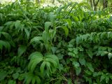 Polygonatum hirtum. Зацветающие растения. Крым, Кировский р-н, Агармышский лес, влажный тенистый склон с сочащейся из грунта водой, возле грунтовой дороги. 03.05.2025.
