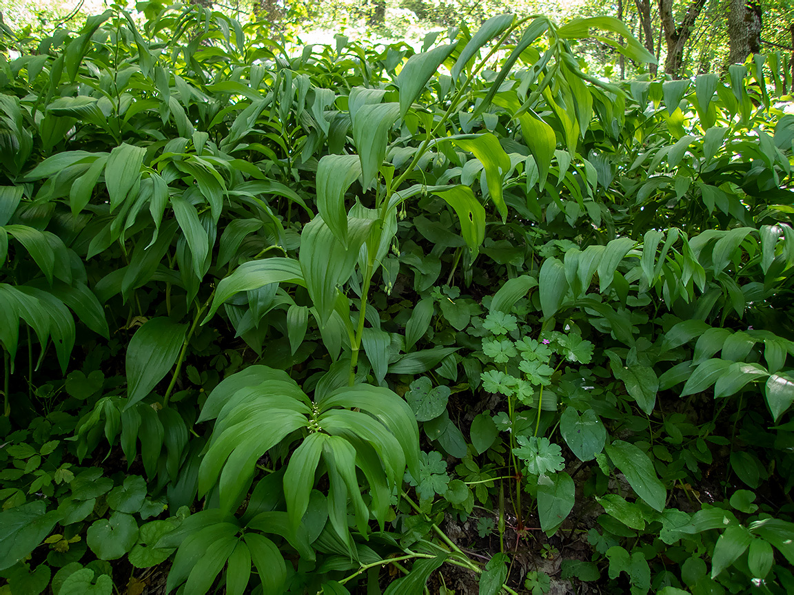 Image of Polygonatum hirtum specimen.