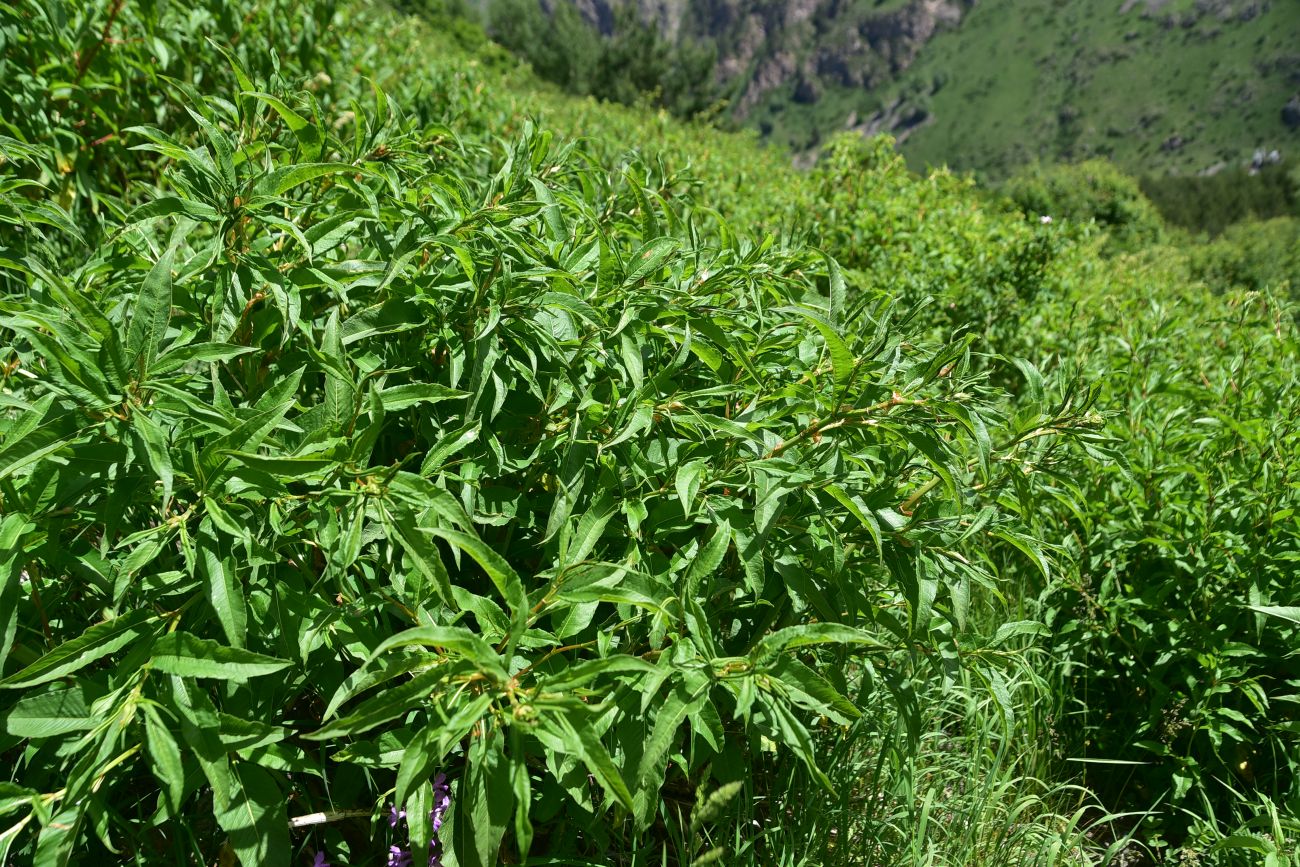 Image of genus Polygonum specimen.