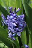 Hyacinthus orientalis