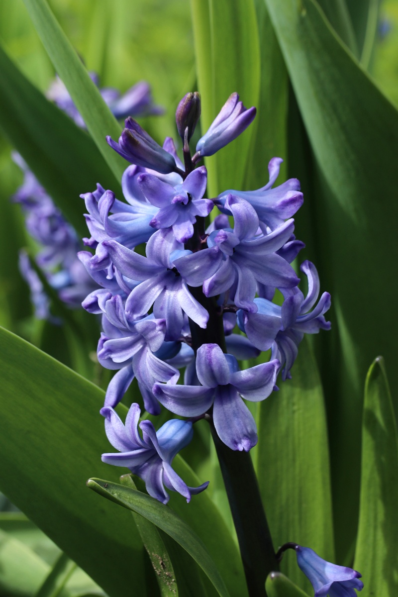Image of Hyacinthus orientalis specimen.
