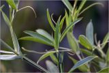 Lathyrus pratensis. Верхушки побегов. Московская обл., Раменский р-н, окр. дер. Хрипань, садовый участок. 16.06.2026.