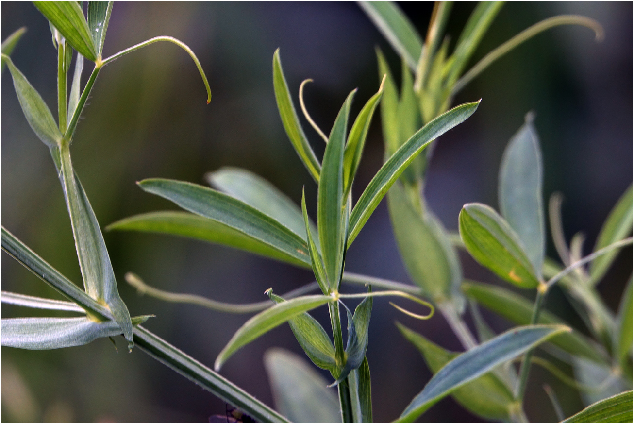 Image of Lathyrus pratensis specimen.