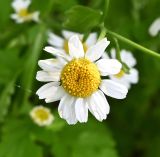 Pyrethrum parthenium. Соцветие. Московская обл., ГО Подольск, мкр-н Климовск, разбитый в лесу цветник у пос. Леспроект. 26.06.2026.