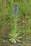 Echium vulgare. Цветущее растение. Ленинградская обл., Гатчинский р-н, окр. СНТСН \"Алапурские Леса\", обочина полевой дороги, луг. 10.06.2026.