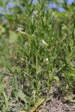 Gratiola officinalis. Цветущие побеги. Крым, Бахчисарай, берег вдхр. Эгиз-Оба. 03.08.2026.