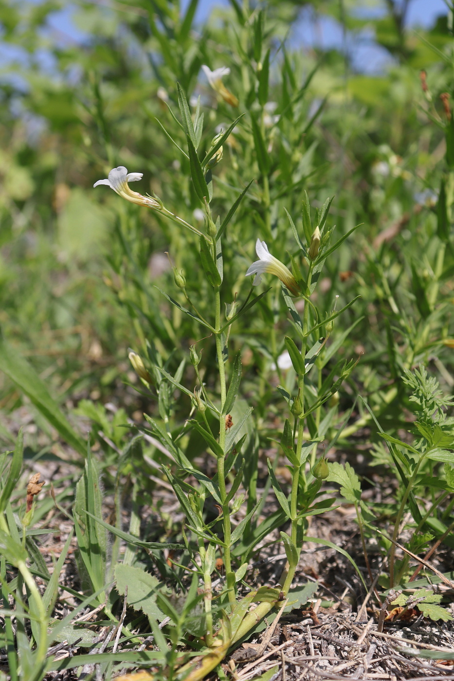 Image of Gratiola officinalis specimen.