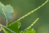 Castanea sativa. Соцветия в бутонах? Краснодарский край, Туапсинский р-н, дол. р. Гунайка, широколиственный лес. 12.06.2026.