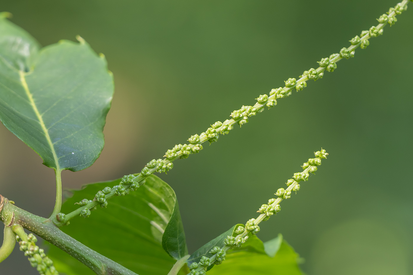 Image of Castanea sativa specimen.