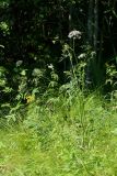 Thyselium palustre. Цветущее растение. Беларусь, Витебская обл., пос. Езерище, опушка сырого черноольшаника, осоковое кочкарное болото с Carex appropinquata. 13.07.2026.