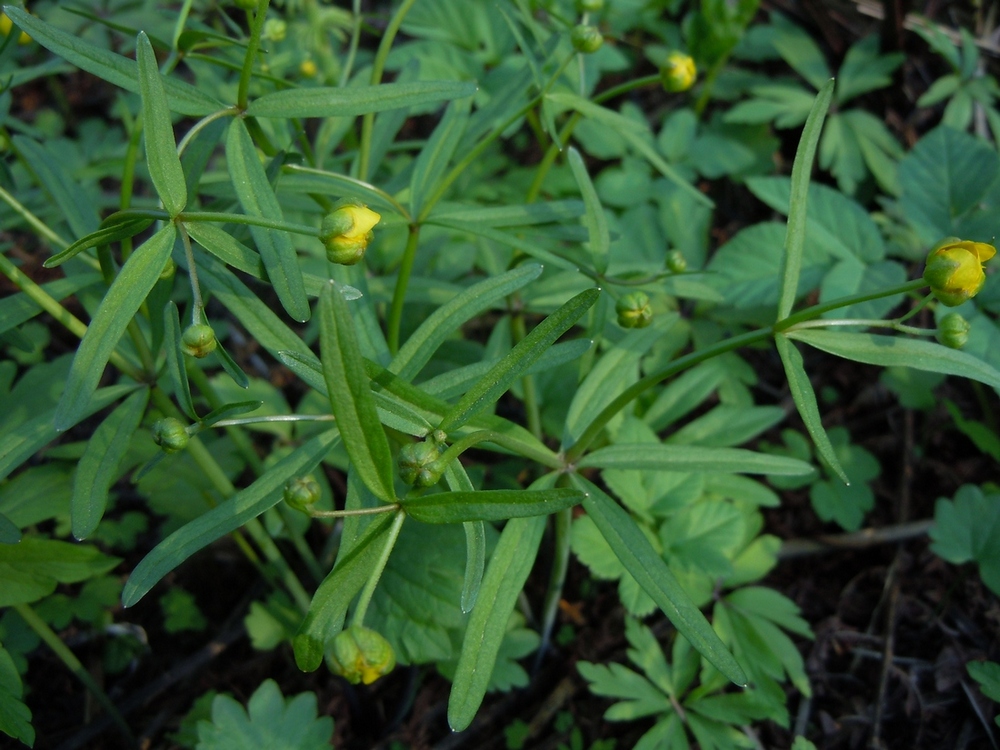 Изображение особи Ranunculus monophyllus.