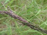 Calamagrostis purpurea. Часть соцветия. Хабаровский край, г. Комсомольск-на-Амуре, образовавшийся при строительстве дороги техногенный водоём. 25.06.2026.