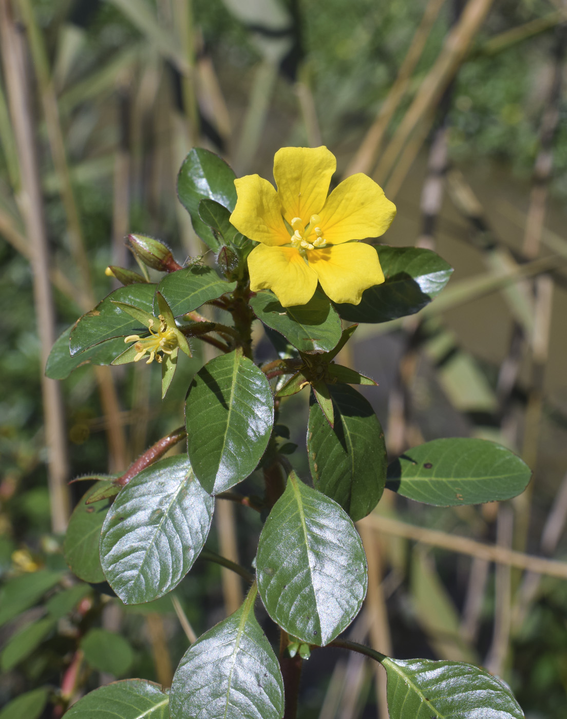 Image of Ludwigia peploides specimen.